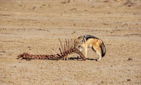 Téléchargez les photos : Un chacal à dos noir avec la colonne vertébrale d'une antilope dans la savane d'Afrique australe - en image libre de droit