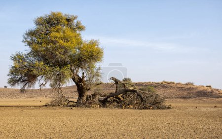Téléchargez les photos : Des chacals à dos noir dans une carcasse d'antilope dans une savane d'Afrique australe - en image libre de droit