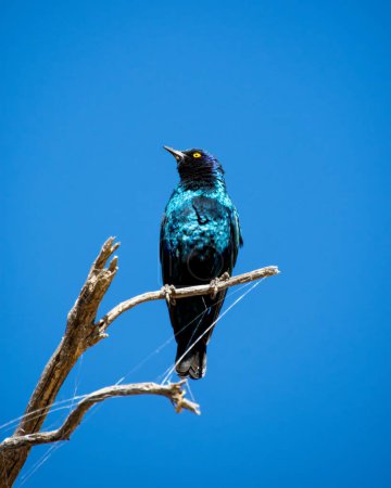 Téléchargez les photos : Un Starlng brillant dans la savane d'Afrique australe - en image libre de droit