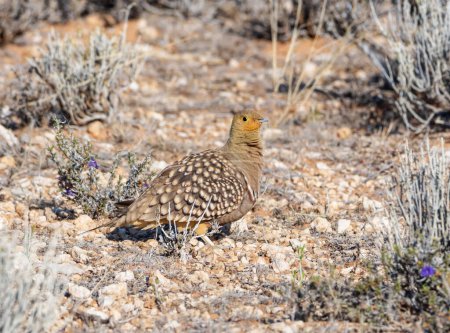 Photo for A Namaqua Sandgrouse in Southern African savannah. - Royalty Free Image