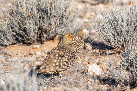 Photo for A Namaqua Sandgrouse in Southern African savannah. - Royalty Free Image