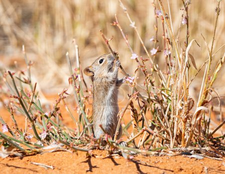 Un ratón rayado alimentándose en la sabana del sur de África