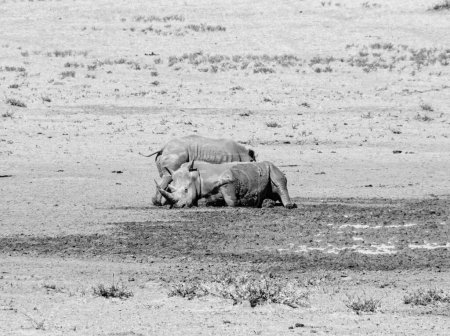 A White Rhino resting in Southern African savannah
