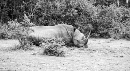 Téléchargez les photos : Un rhinocéros blanc reposant dans la savane d'Afrique australe - en image libre de droit