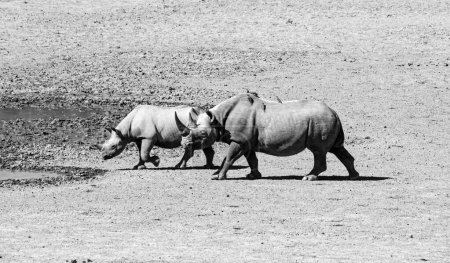ABlack Rhino mother and calf in Southern African savannah