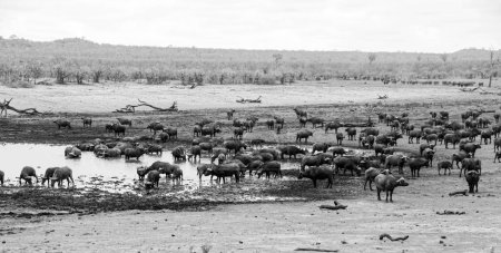 Téléchargez les photos : Cape Buffalo dans la savane d'Afrique australe - en image libre de droit
