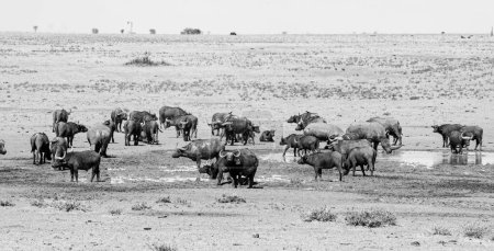 Téléchargez les photos : Cape Buffalo dans la savane d'Afrique australe - en image libre de droit