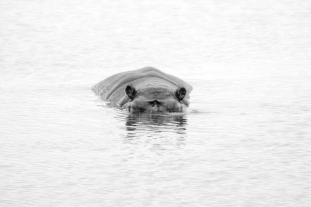 Hippo in Southern African habitat