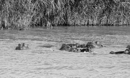 Hipopótamo en el hábitat del sur de África
