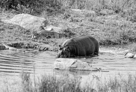 Hippopotame dans l'habitat d'Afrique australe