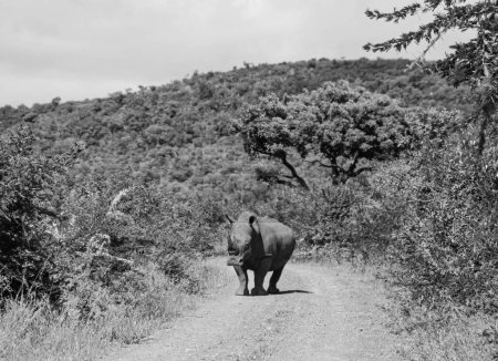 Téléchargez les photos : Rhinocéros blanc dans la savane d'Afrique australe - en image libre de droit
