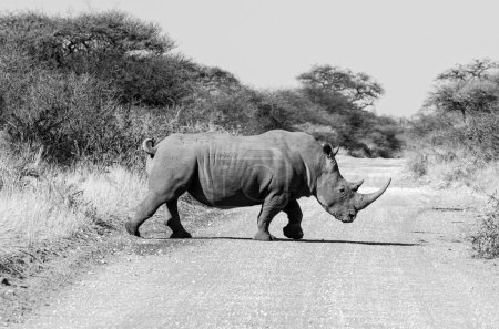 Téléchargez les photos : Rhinocéros blanc dans la savane d'Afrique australe - en image libre de droit
