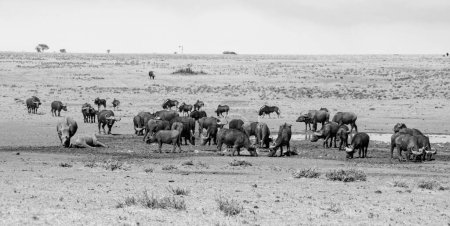 Breitmaulnashorn und Kapbüffel an einem Wasserloch in der Savanne des südlichen Afrika