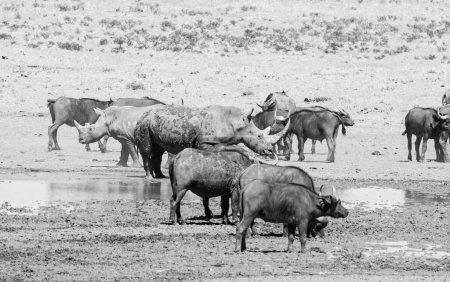 Téléchargez les photos : Rhino blanc et Cap Buffalo dans un point d'eau dans la savane d'Afrique australe - en image libre de droit