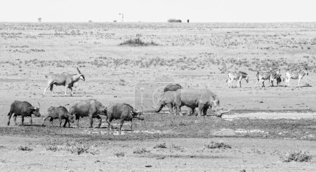 Rinoceronte Blanco y Cabo Búfalo en un abrevadero en la sabana del sur de África