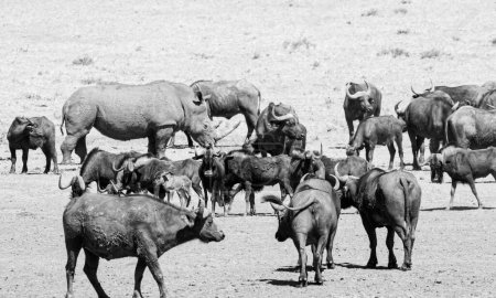 Rinoceronte Blanco y Cabo Búfalo en un abrevadero en la sabana del sur de África