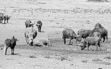 Breitmaulnashorn und Kapbüffel an einem Wasserloch in der Savanne des südlichen Afrika