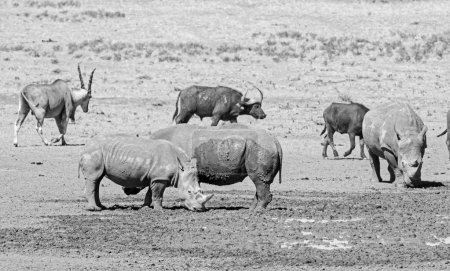 Téléchargez les photos : Rhino blanc et Cap Buffalo dans un point d'eau dans la savane d'Afrique australe - en image libre de droit