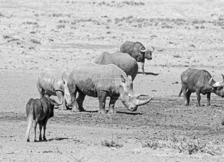 Rhino blanc et Cap Buffalo dans un point d'eau dans la savane d'Afrique australe
