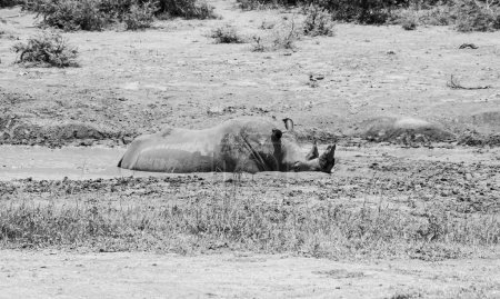 Rinoceronte blanco en un abrevadero en la sabana del sur de África
