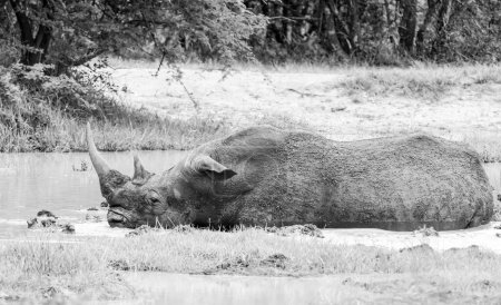 Téléchargez les photos : Rhinocéros blanc dans un point d'eau de la savane d'Afrique australe - en image libre de droit