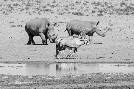 Téléchargez les photos : Rhinocéros blanc dans un point d'eau de la savane d'Afrique australe - en image libre de droit
