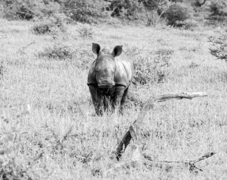 Téléchargez les photos : Veau rhinocéros blanc dans la savane d'Afrique australe - en image libre de droit