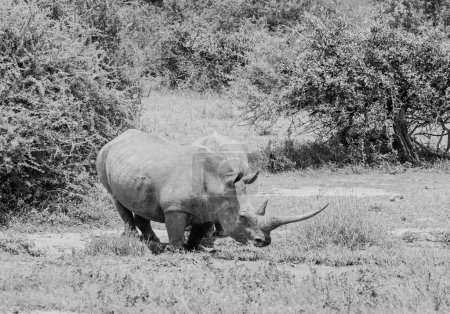 White Rhino at a watering hole in Southern African savannah