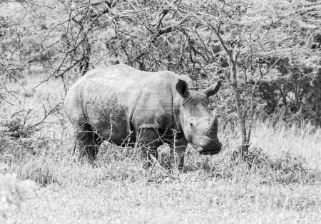 Veau rhinocéros blanc dans la savane d'Afrique australe