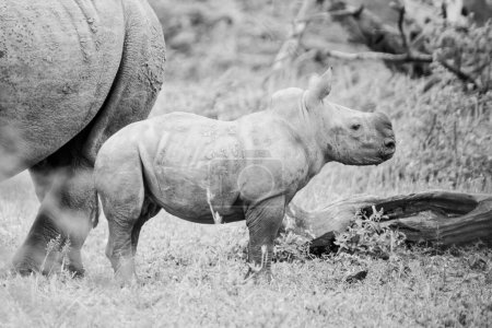 Téléchargez les photos : Un veau rhinocéros blanc dans la savane d'Afrique australe - en image libre de droit