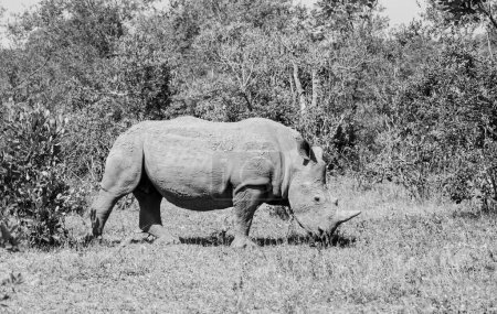 Téléchargez les photos : Pâturage de rhinocéros blancs dans la savane d'Afrique australe - en image libre de droit
