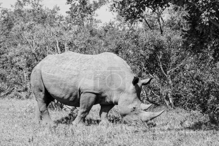 White Rhino grazing in Southern African savannah