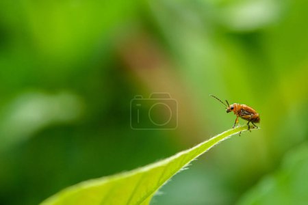 Foto de Escarabajo de hoja de cucurbit naranja, escarabajo de calabaza en hoja verde - Imagen libre de derechos