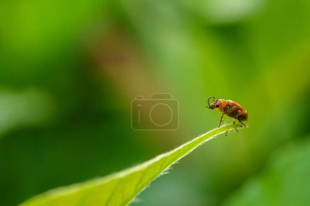 Foto de Escarabajo de hoja de cucurbit naranja, escarabajo de calabaza en hoja verde - Imagen libre de derechos