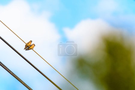 Foto de Dos pájaros en un alambre - Imagen libre de derechos