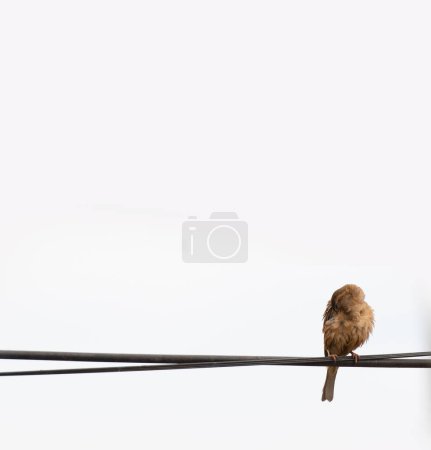 Foto de Un pájaro en un alambre - Imagen libre de derechos