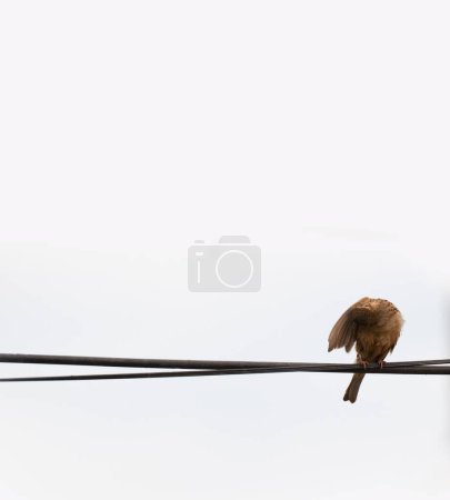 Foto de Un pájaro en un alambre - Imagen libre de derechos