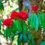 Beautiful Red Flower Rhododendron Flower in the Himalayas of Nepal Khaptad National Park Beautiful Red Flowers Tree Rose Valentine