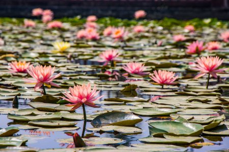 Photo for Lotus Pond Lumbini, Mayadevi Temple and Birth Place of Lord Buddha Beautiful Flowers - Royalty Free Image