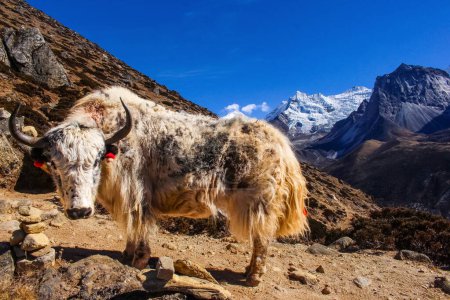 Photo for Yak Himalayan Cow carrying essential goods in the Everest Base Camp with Ama Dablam Mountain dengboche in the background. - Royalty Free Image