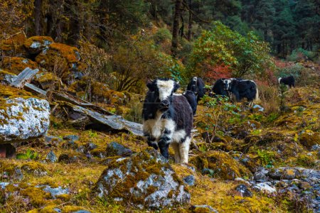 Foto de Hermosas vacas yak del Himalaya camino al campamento base de Kanchenjunga en Torandin, Taplejung, Nepal - Imagen libre de derechos