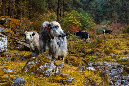 Photo for Beautiful Himalayan Yak Cows on the way to Kanchenjunga Base Camp in Torandin, Taplejung, Nepal - Royalty Free Image