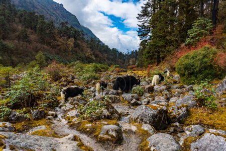 Foto de Hermosas vacas yak del Himalaya camino al campamento base de Kanchenjunga en Torandin, Taplejung, Nepal - Imagen libre de derechos