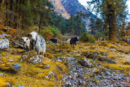 Photo for Beautiful Himalayan Yak Cows on the way to Kanchenjunga Base Camp in Torandin, Taplejung, Nepal - Royalty Free Image