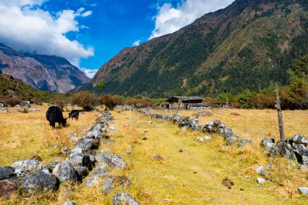 Foto de Yak del Himalaya en el hermoso paisaje de Folay Phale VIllage en Ghunsa, Taplejung, Kanchenjunga - Imagen libre de derechos