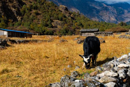 Foto de Yak del Himalaya en el hermoso paisaje de Folay Phale VIllage en Ghunsa, Taplejung, Kanchenjunga - Imagen libre de derechos