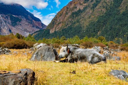 Himalaya-Yak in der wunderschönen Landschaft des Folay Phale VIllage in Ghunsa, Taplejung, Kanchenjunga 