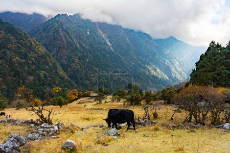 Himalaya-Yak in der wunderschönen Landschaft des Folay Phale VIllage in Ghunsa, Taplejung, Kanchenjunga 