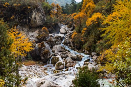 Waterfall in thetumn yellow forest seen during Kanchenjunga trek in the Himalayas of Nepal