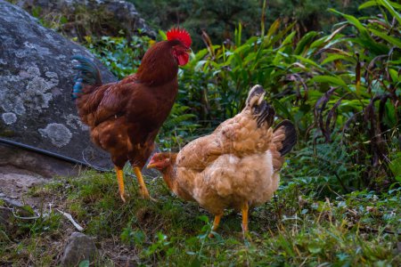 Lokale Freilandhühner auf Bio-Bauernhof in Himalaya-Dorf in Nepal